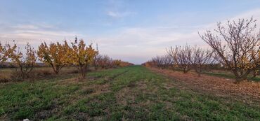 Tinglər: Meyvə tingləri – intensiv bağlar üçün - Növlər: alma və armud heyva — 9