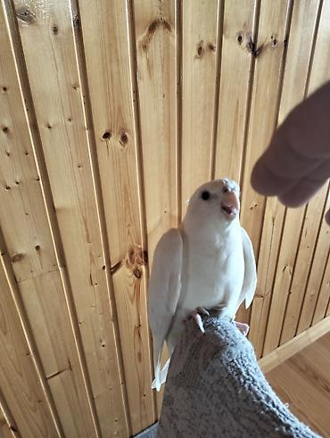 Tutuquşları: Növ: Nimfa tutuquşusu (Cockatiel), albino/lutino-ağ rəng Rəng: Tam ağ — 6