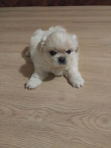 micro poodle: Pekines erkəyi 38 günlük bir ədədi 300 m — 2