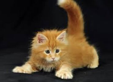 Коты: Продается кот Мейн -кун,мейнкун цвет -рвжий, чистопородный любит