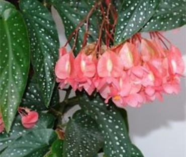 Другой декор и предметы интерьера: Цветы распродажа от 100 сом остатки до 1300 сом. Живу рядом с Дордой — 20