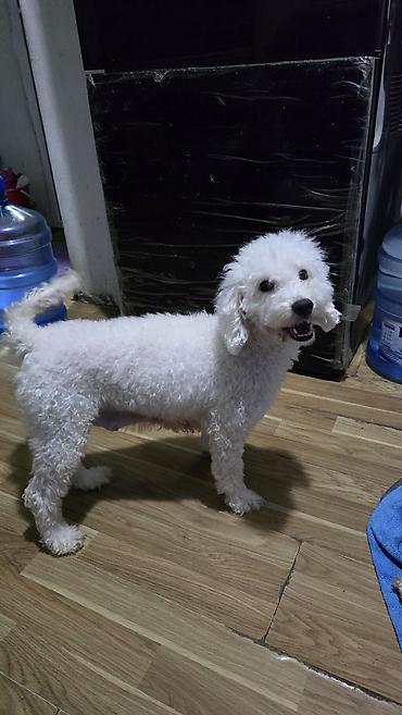 Pudel, 2 il, Dişi, Ödənişli çatdırılma