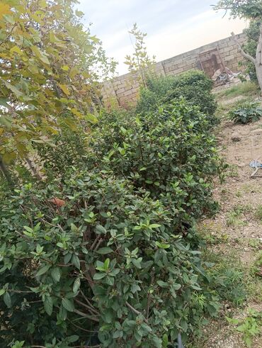 Ağaclar: Xan cinar 3metir 4 metrlik 15 azin çox alsaz mzakire olunacaq — 3