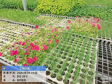 flowers: Рассада цветов из теплицы - Профессионально выращенная рассада — 9