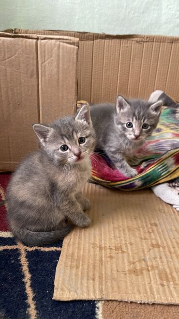 коты маленькие: Отдадим в добрые руки маленьких очаровательных котят!(
Ласковые