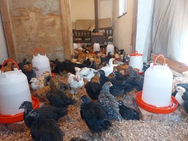 cins ineklerin satisi 2018: Toyuq, Australorp, Damazlıq, Ünvandan götürmə