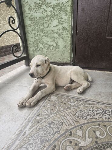 усыпление собак на дому: Алабай 1,5 месяца девочка