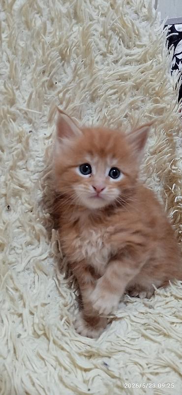 Продажа кошек: Мейн-кун, 1 месяц, Девочка at lalafo.kg — 1 Продажа кошек: Мейн-кун, 1 месяц, Девочка — 1