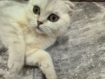 Pişiklər: Şotland yastı qulaq, Dişi, Yaxşı əllərə — 3