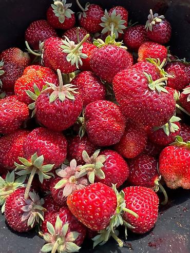 Клубника: Клубника — 9