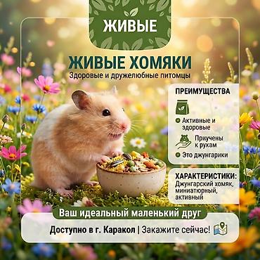 Живые джунгарские хомяки. Миниатюрные, активные и дружелюбные питомцы — 1