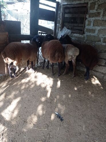 Qoyunlar, qoçlar: Erkək, Qala, il: 1, 75 kq, Damazlıq, Ünvandan götürmə -da lalafo.az — 15 Qoyunlar, qoçlar: Erkək, Qala, il: 1, 75 kq, Damazlıq, Ünvandan götürmə — 15