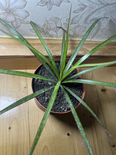 Xalçalar: Xalça — 65