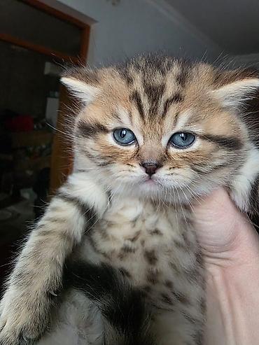 Pişiklər: Britan, Erkək, Dişi — 21