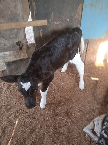 Dana, buzov: Dana, buzov, Dişi, ay: 1, Damazlıq, Ünvandan götürmə — 9