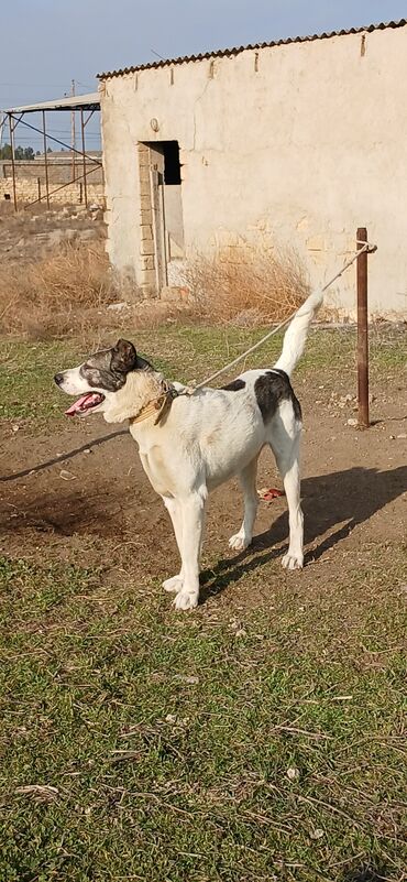 İtlər: Qurdbasar, 1 il, Erkek, Peyvəndli, Pulsuz çatdırılma — 5