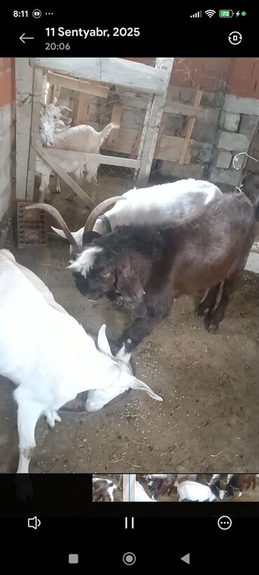 Keçi, çəpiş: Məhsul: Südlük keçilər Təsvir: - Şəkillərdə bir neçə baş keçi — 8