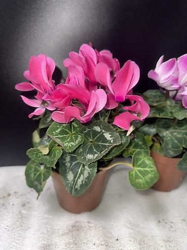 Антуриумы: Антуриум (Anthurium andreanum) в горшке - Компактное комнатное — 11