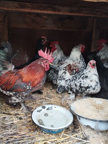 нашли кошку: Продаю | Куры | Кохинхин | Для разведения