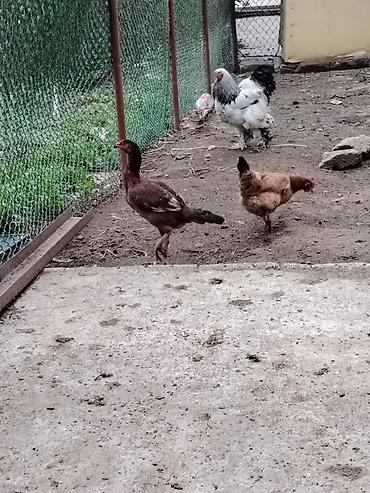 ag xoruz: Xoruz, Brama, il: >5 Ünvandan götürmə — 5