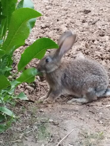 маленький кролик: Продам кроликов 3месеца цена 450оптом