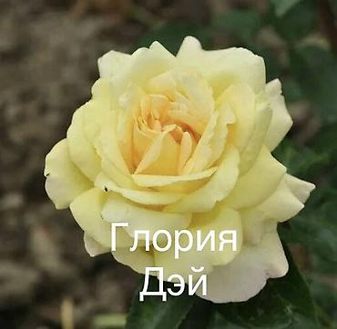 эльф: Саженцы Самовывоз, Платная доставка — 9