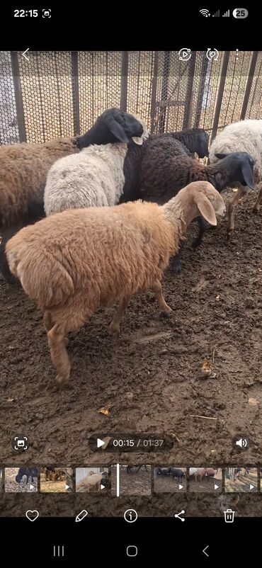 продам домик для кошки: Сатам | Ургаачы кой (ургаачы) | Гиссар | Көбөйтүү үчүн | Токту