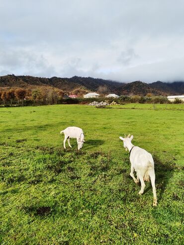 Keçi, çəpiş: Sanen keçiləri satılır. Çəkilisdə heç bir effekt istifadə edilməyib — 18