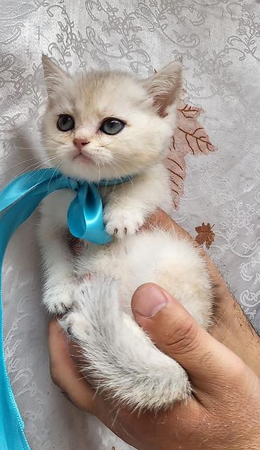 Pişiklər: Britan — 2