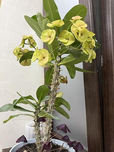 Молочай Милла (Euphorbia milii) в горшке - Акцент цветения