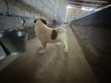 Собаки: Щенок алабай хорошей линии 2 месяца данный момент вес щенка 16 17 кг