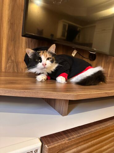 Pişiklər: Sekilleri cevirib baxin her bir piwik pulsuz sahiblendirilir. wp — 4