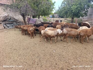 лошадь лошадь: Жалпы саны 32 баш ургаачы бир короодон козулар сатылат