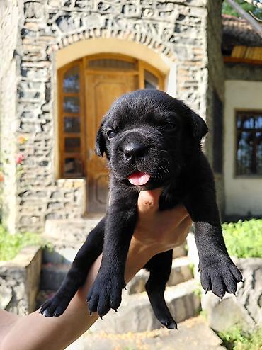 cane corso qiyməti: Kane-Korso, Pulsuz çatdırılma — 3