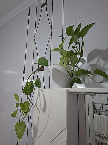 за неделю: Комнатные суккуленты в горшках 1) Сансевиерия хаки (Sansevieria — 7