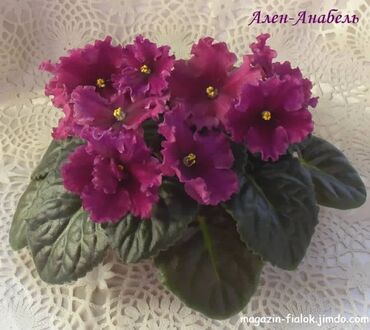семена адениума купить: 🌱🌺🌱 Продаю сортовые ДЕТКИ стандартных фиалок🌱🌺🌱. Для заказа пишите или