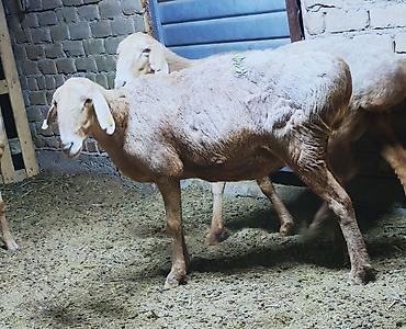 Кочкорлор, койлор: Сатам | Ургаачы кой (ургаачы) — 1