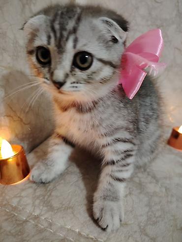 Кошки: Шотландская вислоухая — 9