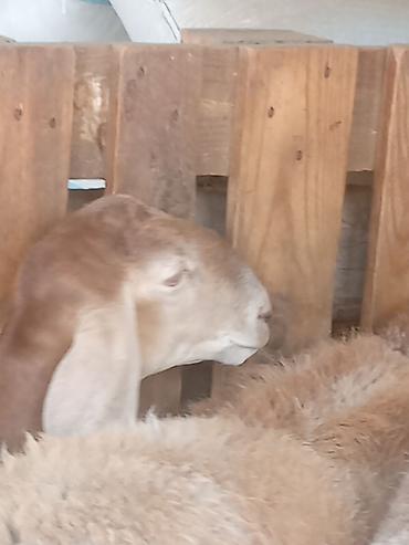 кошки сокулук: Сатам | Кочкор (эркек) | Көбөйтүү үчүн — 3