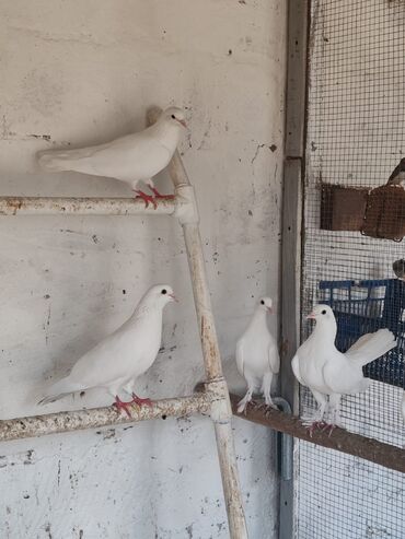quş yuvasi: 5 dənə sadə quşum var yani dekorativnıy deyil. Biri 5 AZN