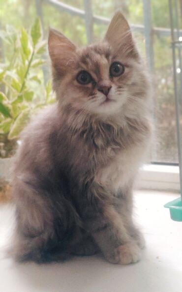сиамский кот: Маленькому пушистому счастью очень нужна любящая и заботливая семья