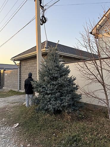 шлифовальную машинку по дереву: Голубая ель (Picea pungens ‘Glauca’) для ландшафта. 2 голубые ели с — 2