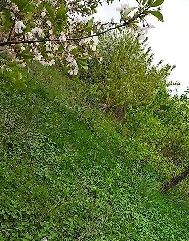 Köhnə tikili: Quba, 2 otaqlı, Köhnə tikili, 56 kv. m — 13