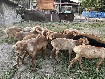 куры простые: Продаю | Ягненок | Для разведения | Ярка — 4