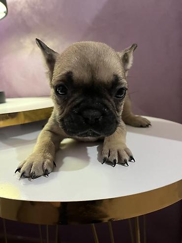 Psi: Francuski buldog – štenad - Rasa: Francuski buldog (kompaktno telo — 9