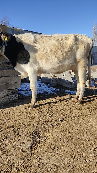 Коровы, быки: Продаю | Корова (самка) | Для разведения, Для молока | Стельные at lalafo.kg — 22 Коровы, быки: Продаю | Корова (самка) | Для разведения, Для молока | Стельные — 22