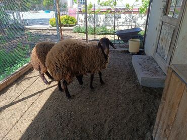 mal bazarı: Dişi, Qala, il: 2, Damazlıq