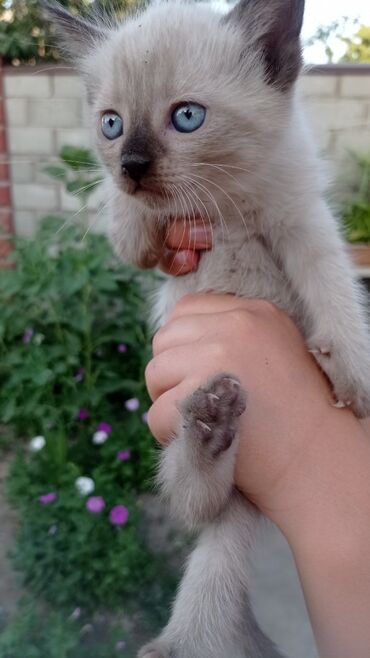 сиамский котенок: Отдам котят в хорошие руки,порода сиамская.Мать крысолов