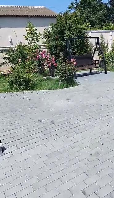 nabran ev satilir: 110 kv. m, 2 otaqlı, Hovuzlu, Su, İşıq, Kanalizasiya — 5
