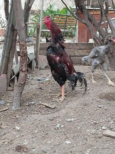 Xoruz, Heyratı, il: 1 lalafo.az -da Xoruz, Heyratı, il: 1
